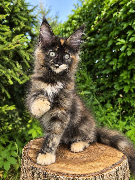 Shanel – pui Maine Coon femelă tortie, 3 luni, pedigree www.lynxrunecode.com