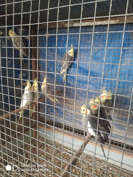 Uyda boqiladigan totiqushlar