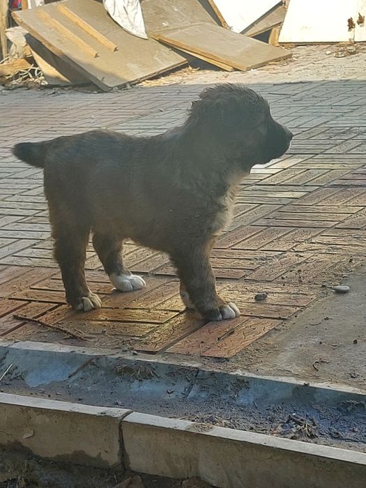 Щенок алабая сука