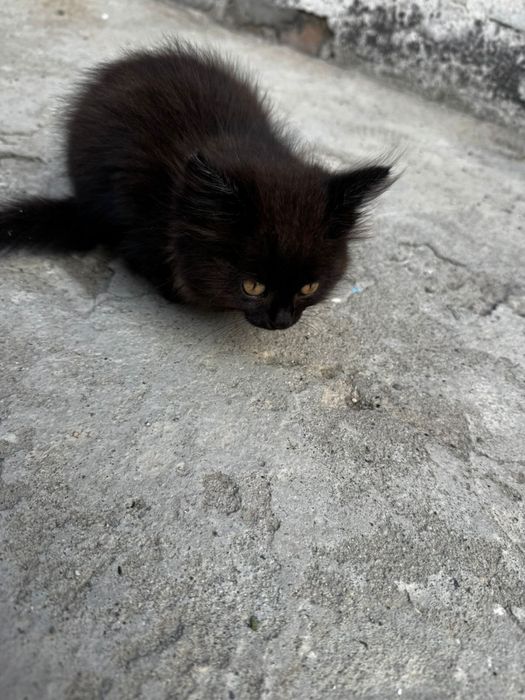 Котенок в поиске дома