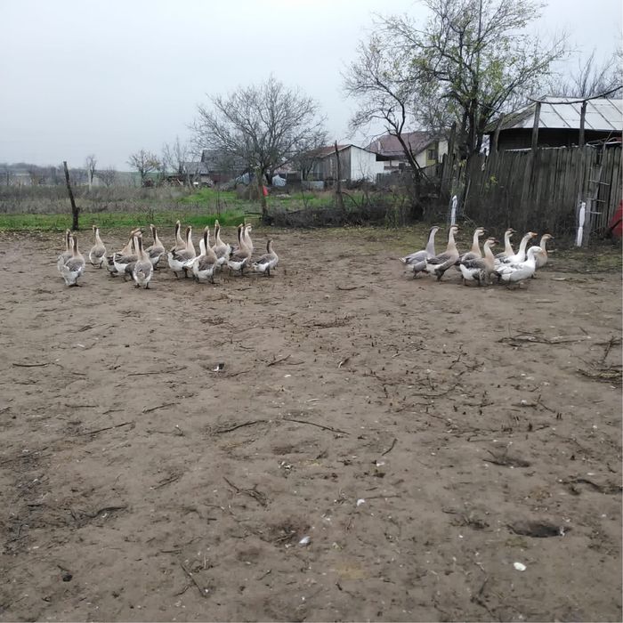 Vand  gaste…. Pret 150