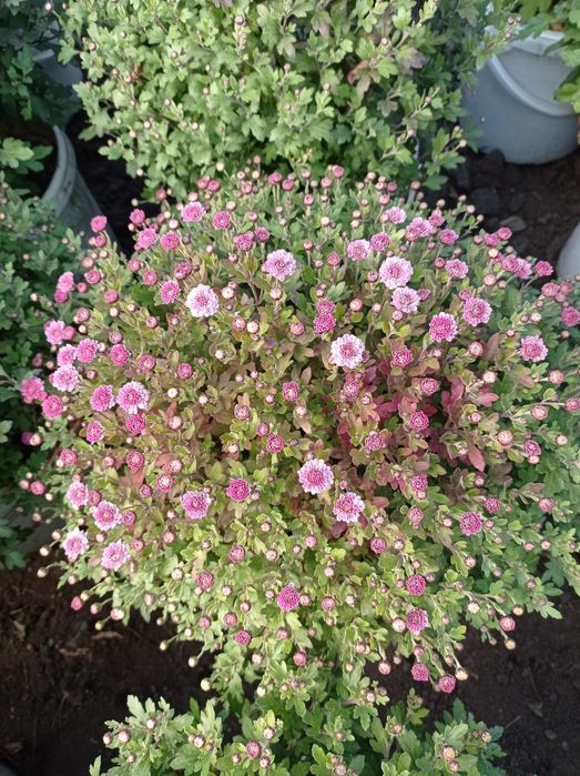 Хризантема недельная распродажа