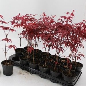 Artar japonez Acer palmatum atropurpureum Katsura Garnet Sango kaku