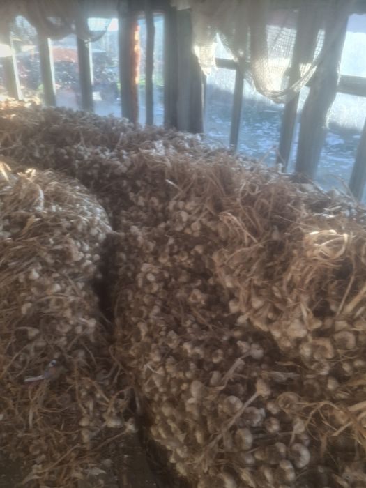 Vand usturoi sănătos