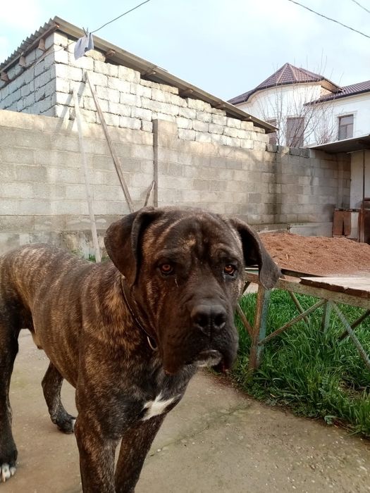 Ищем невесту кане корсо