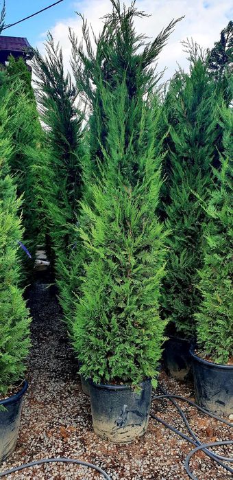 Leylandy toate dimensiunile calitate extra