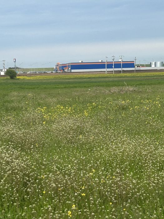 Teren extravilan Alexandria de Închiriat