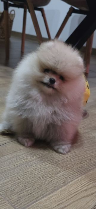 Померанче,мини момиченце с родословие!