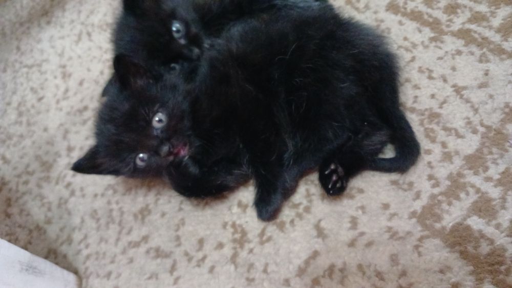 Отдам котят бесплатно