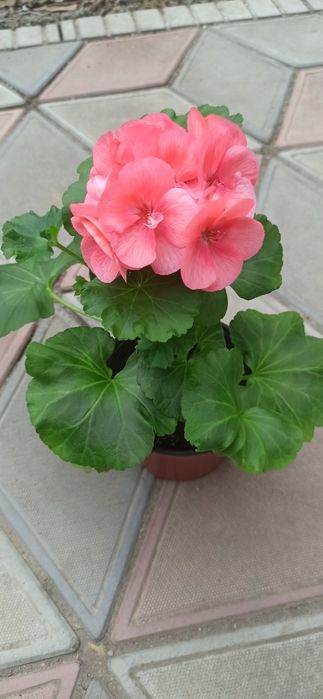 Пеларгония зональная