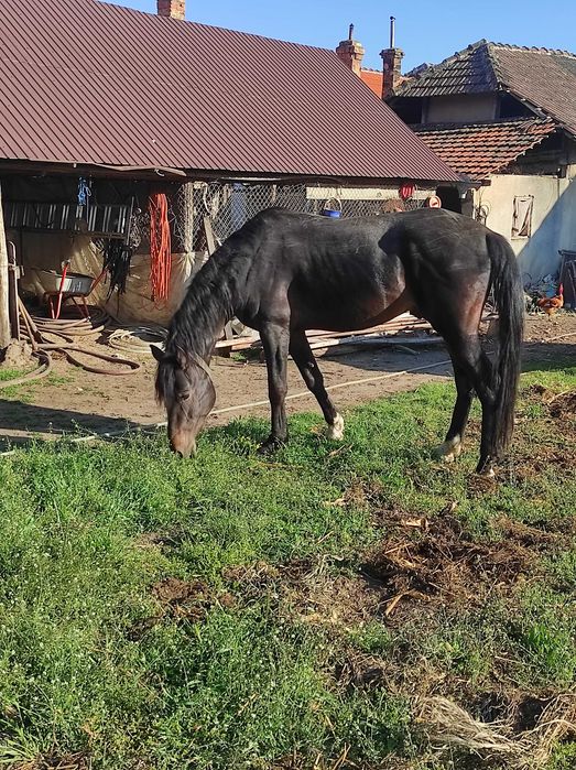 Armasar negru, de 4 ani și 7 luni își caută stapan