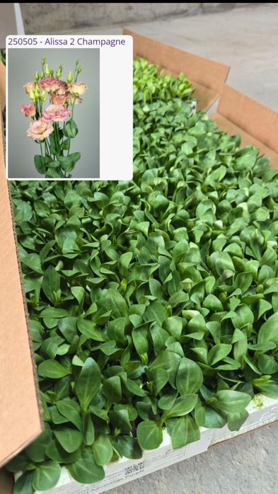 Рассада Эустомы (Лизиантус)