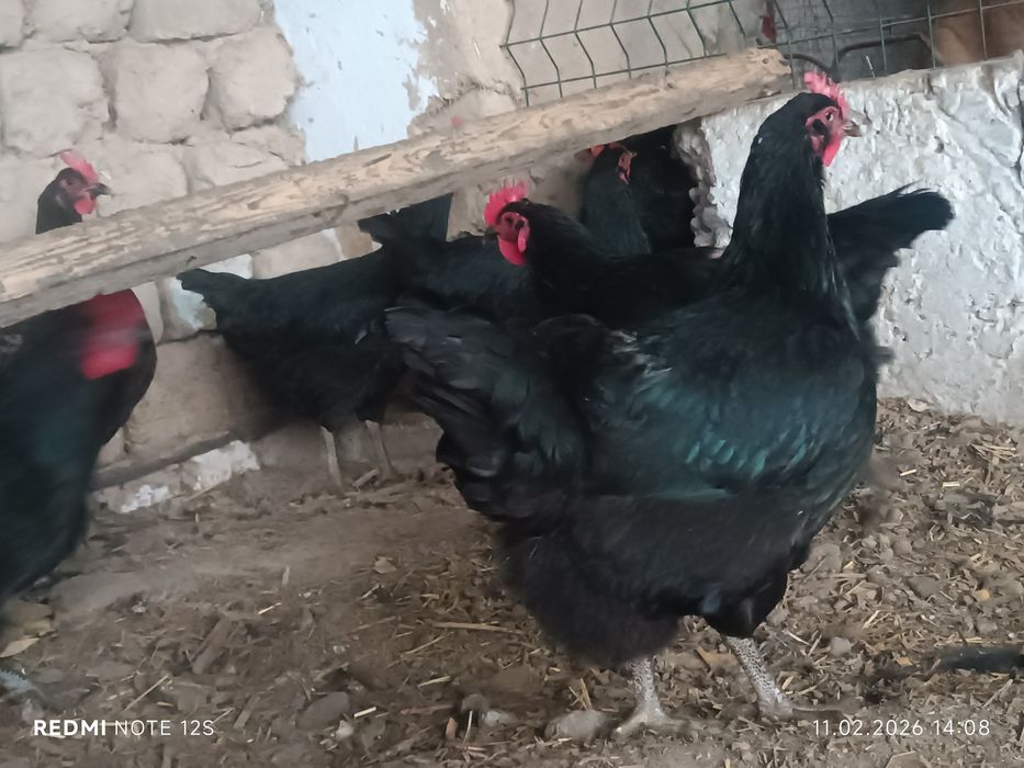 Qora shaxzoda gigant tuxum jo'jalariga zakaz olamiz