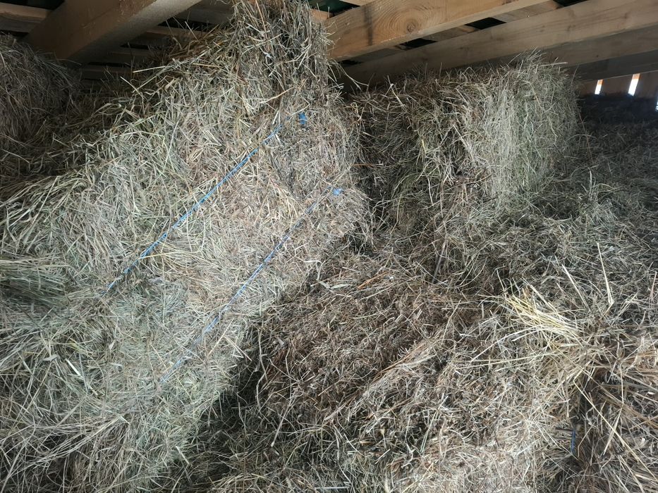 Baloti fan si lucernă