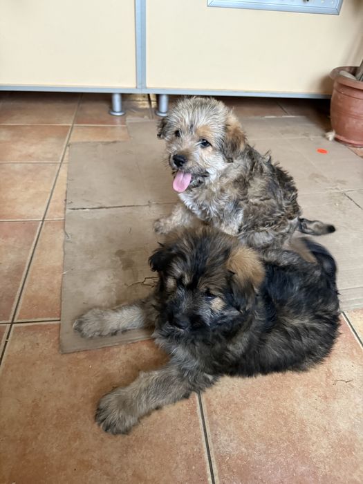 Catelusi spre adoptie