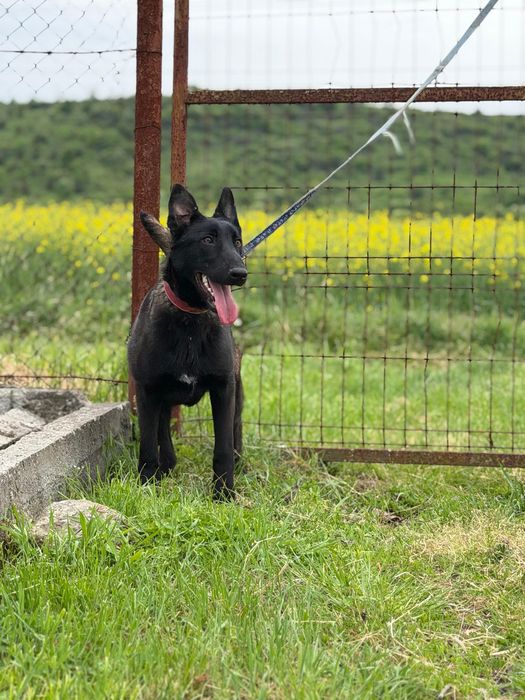Mascul Ciobanesc Belgian Malinois