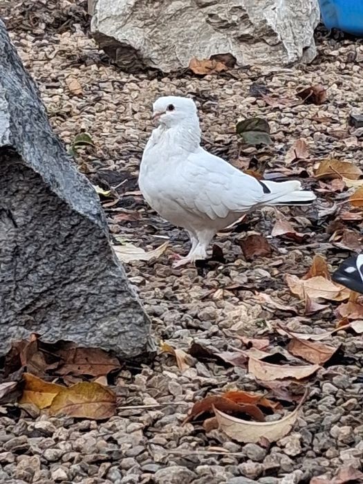 Porumbei kingosatinet