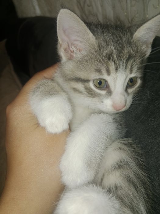 Sibirskiy zottor metis mushularimiza bor