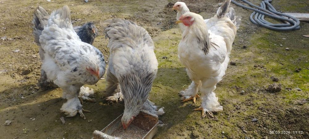 Brama tovuq xoʻroz sotiladi, 220.000.