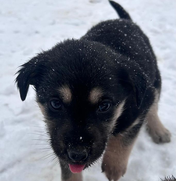 Отдам бесплатно щенков