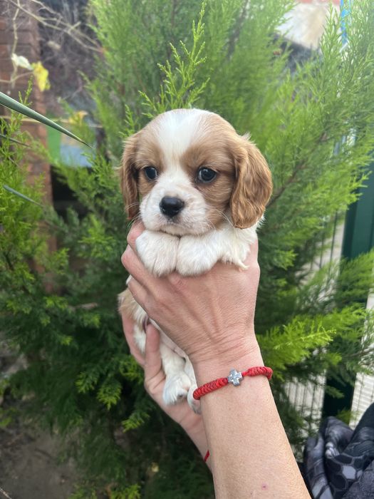 Кавалер Кинг Чарлз