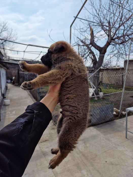 Щенок немецкой овчарки