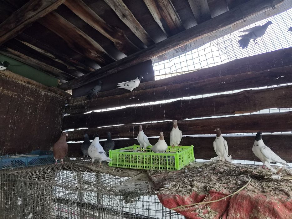 Продам  голубей  оптом только