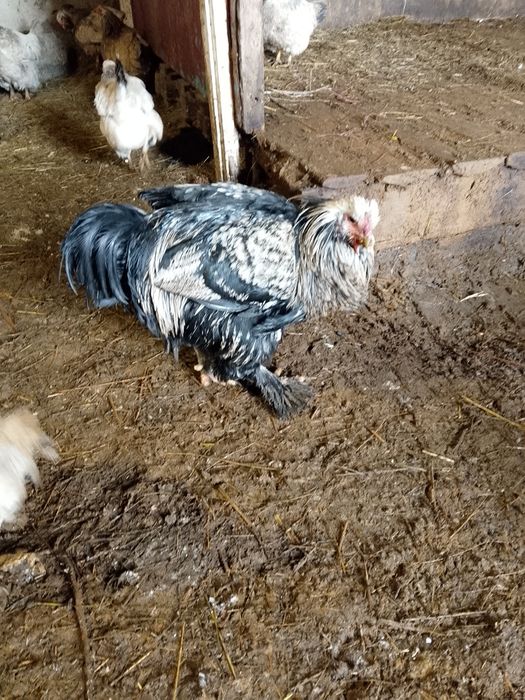 Брама әтеш сатылады