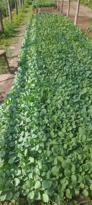 Vând varză Bucharest!