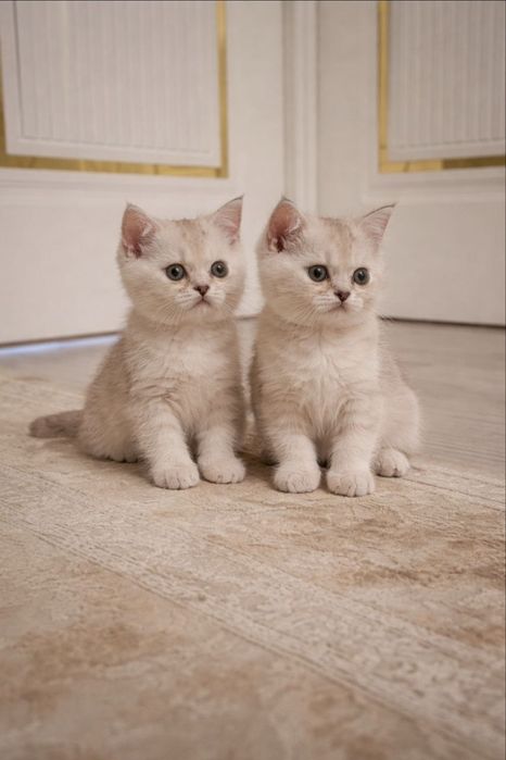 Продаётся Котёнок