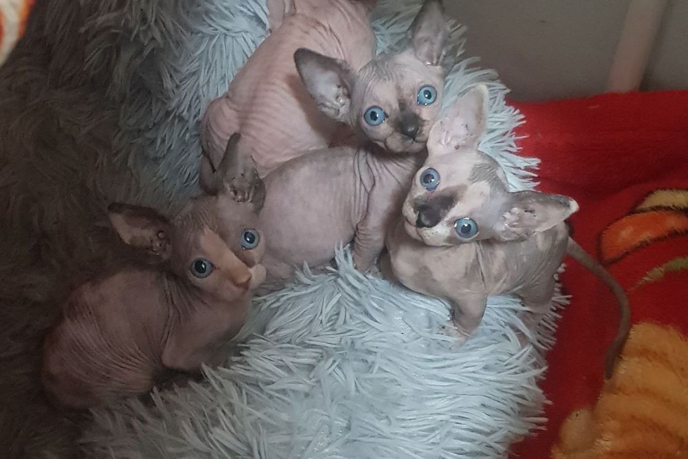 Продаются чистокровные сфинксы