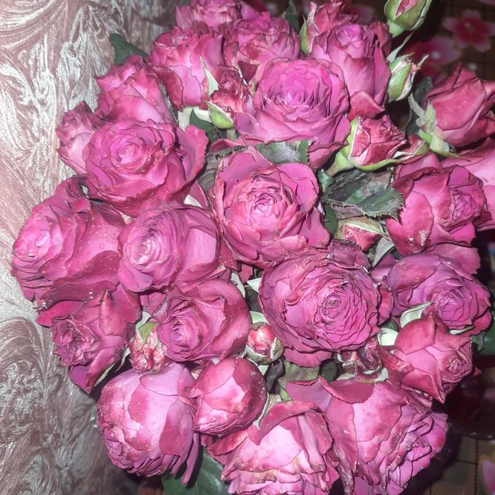 Har xil turdagi atirgul ko‘chatlari bor