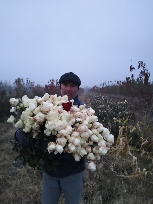 Atirgul koʻchat koʻzlari bor