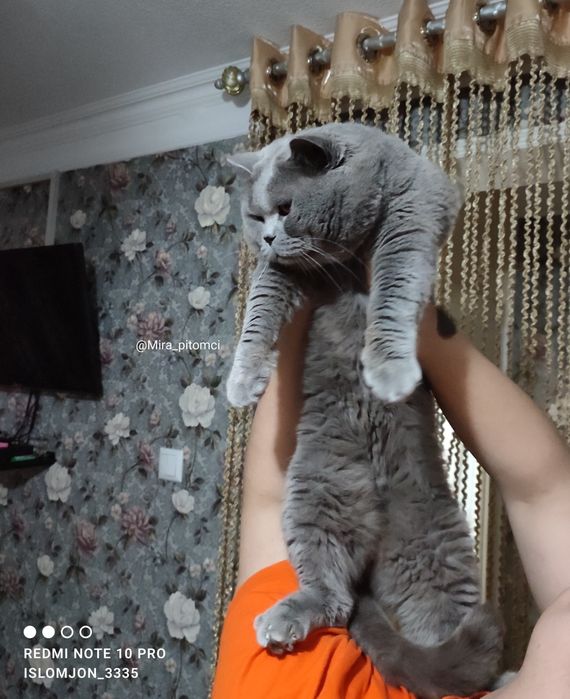 «Вязка» Британец голубого окраса!