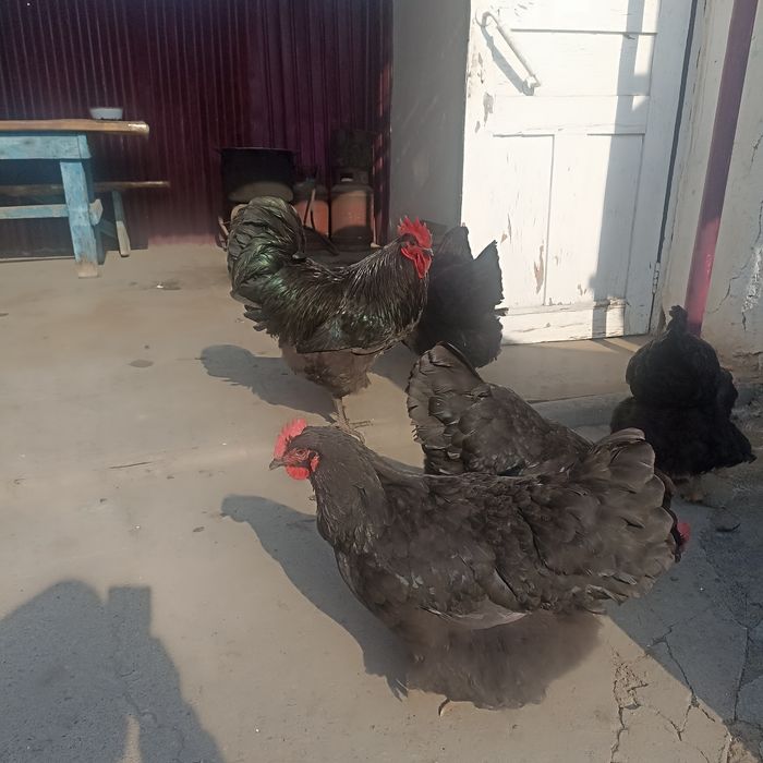 Яйца Джерсийского Гиганта