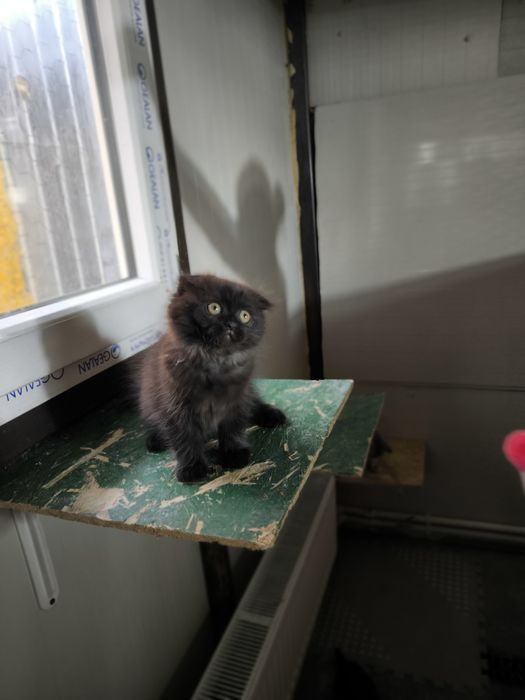 Scottish fold longhair chocolate