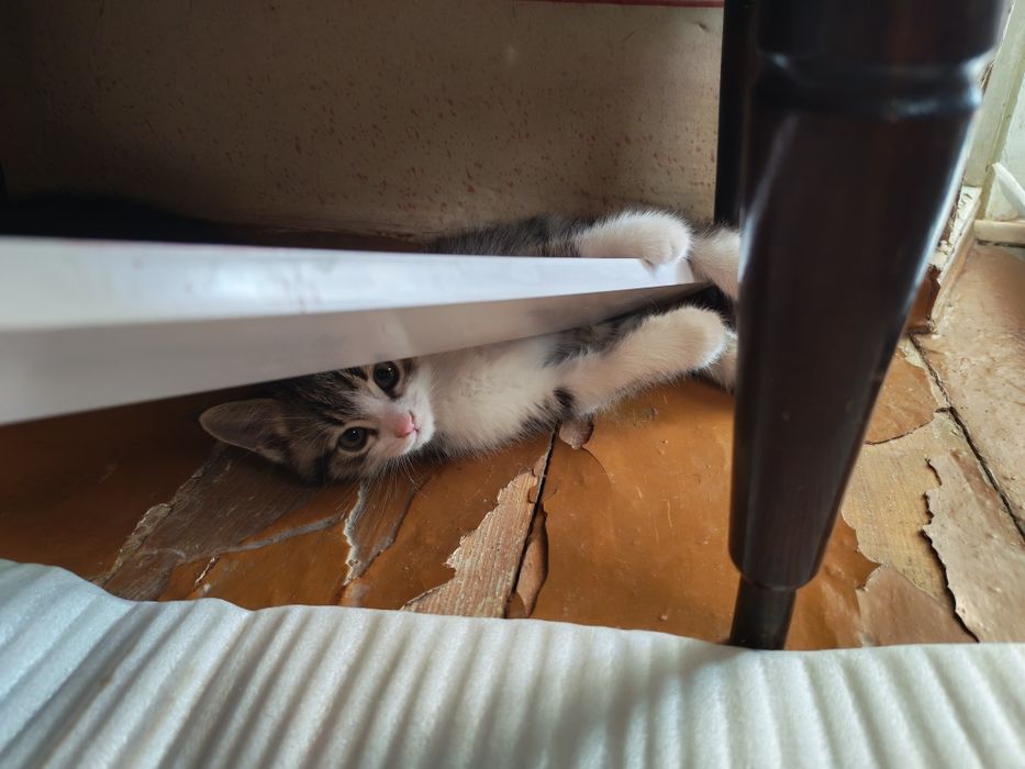 Отдам в хорошие руки 4 котят.