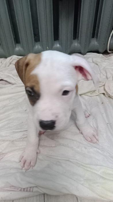 Стаффордширский терьер