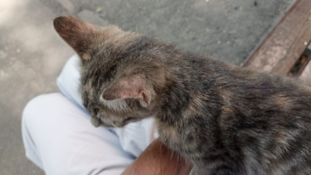 Котёнку срочно нужен дом