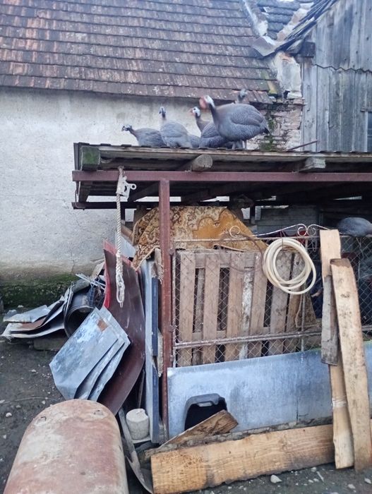 Vând sau schimb bibilici