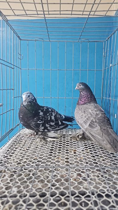 Продам летних голубей