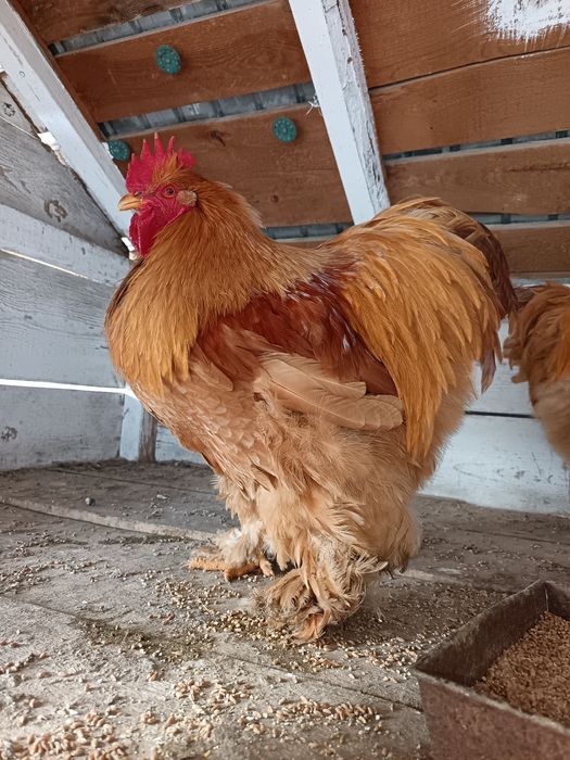 Cocoși mari 10 luni