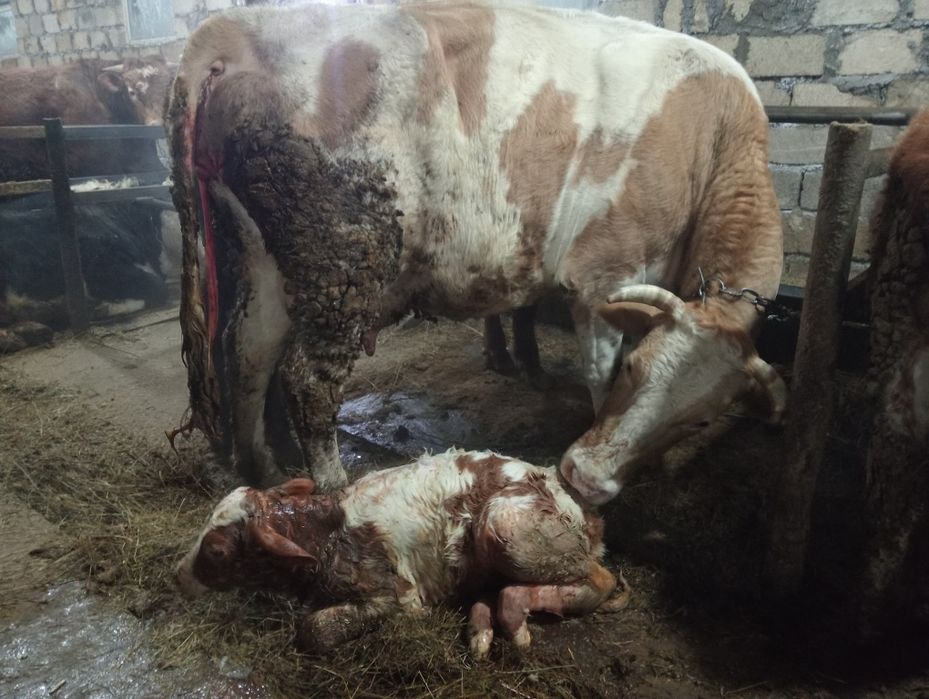 Сельхоз животные