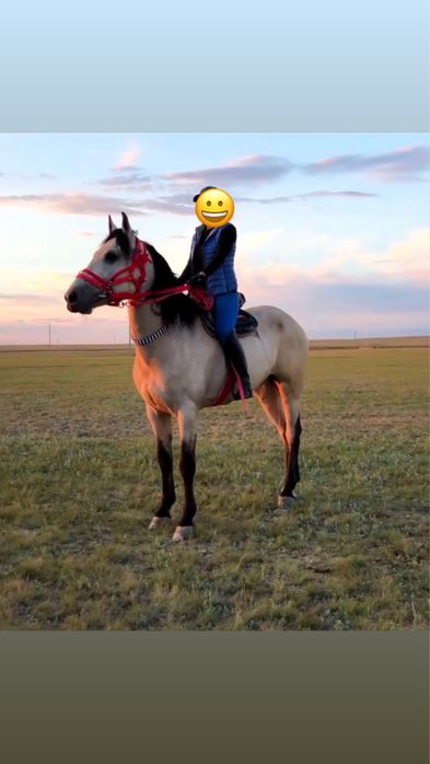Продается Мерен(Пiшпе Ат)