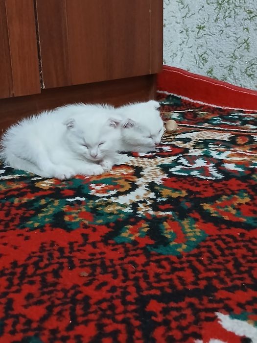 Угил бола мушукча сотилади 2 ойлик