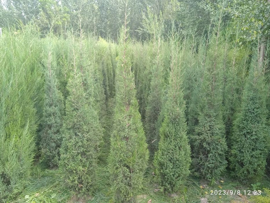 Декоративные деревья