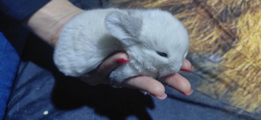 Vând pui berbec pitic