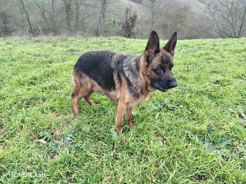 Немски овчарки на 3 месеца