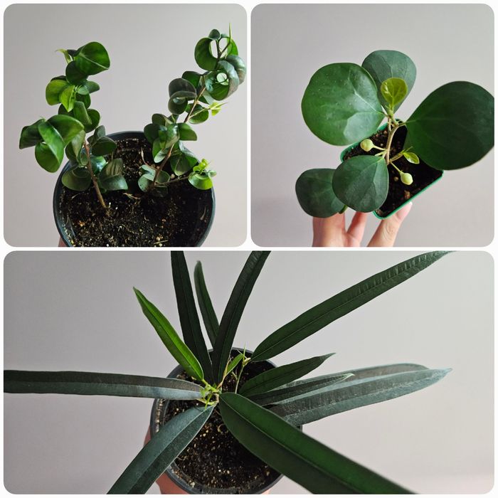 Фикус али, барок, дельтовидный