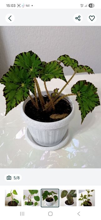 Комнатные цветы, разные.